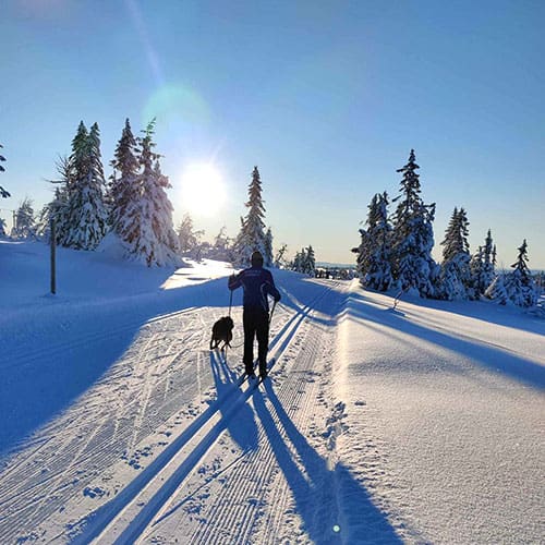 skigaaer med hund skigaaer med hund